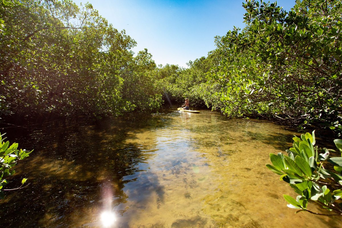 Mangrove tunnel over a shallow tidal creek at Don Pedro Island