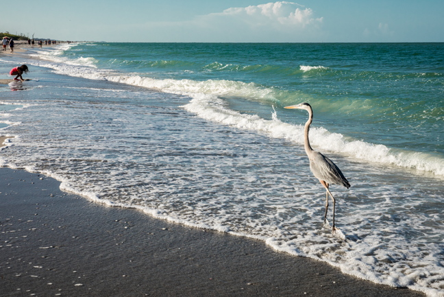 Great blue heron standing at the surf line on Englewood Beach
