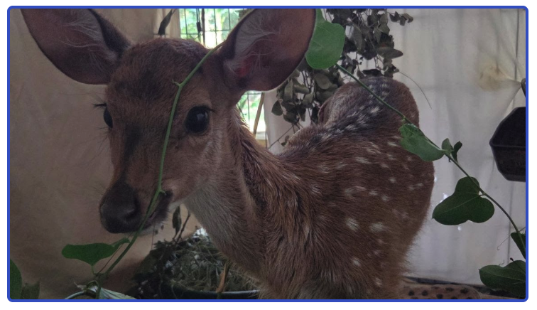 Young spotted Axis deer fawn recovering at Peace River Wildlife Center
