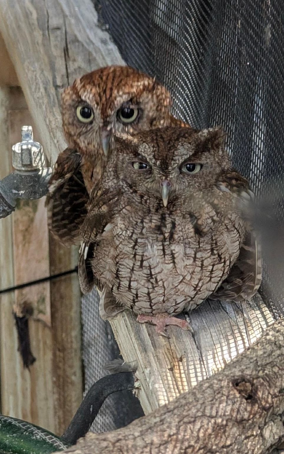 Two Eastern screech owls perched together in their habitat