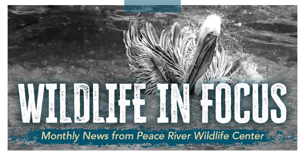 Wildlife in Focus, monthly news banner from Peace River Wildlife Center