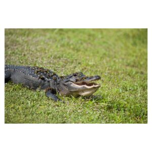 American alligator resting in pond vegetation