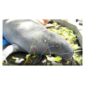 Manatee receiving acupuncture needles at ZooTampa at Lowry Park