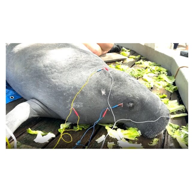 Manatee receiving acupuncture needles at ZooTampa at Lowry Park