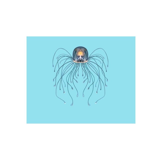 Line drawing of a bell-shaped jellyfish with long trailing tentacles