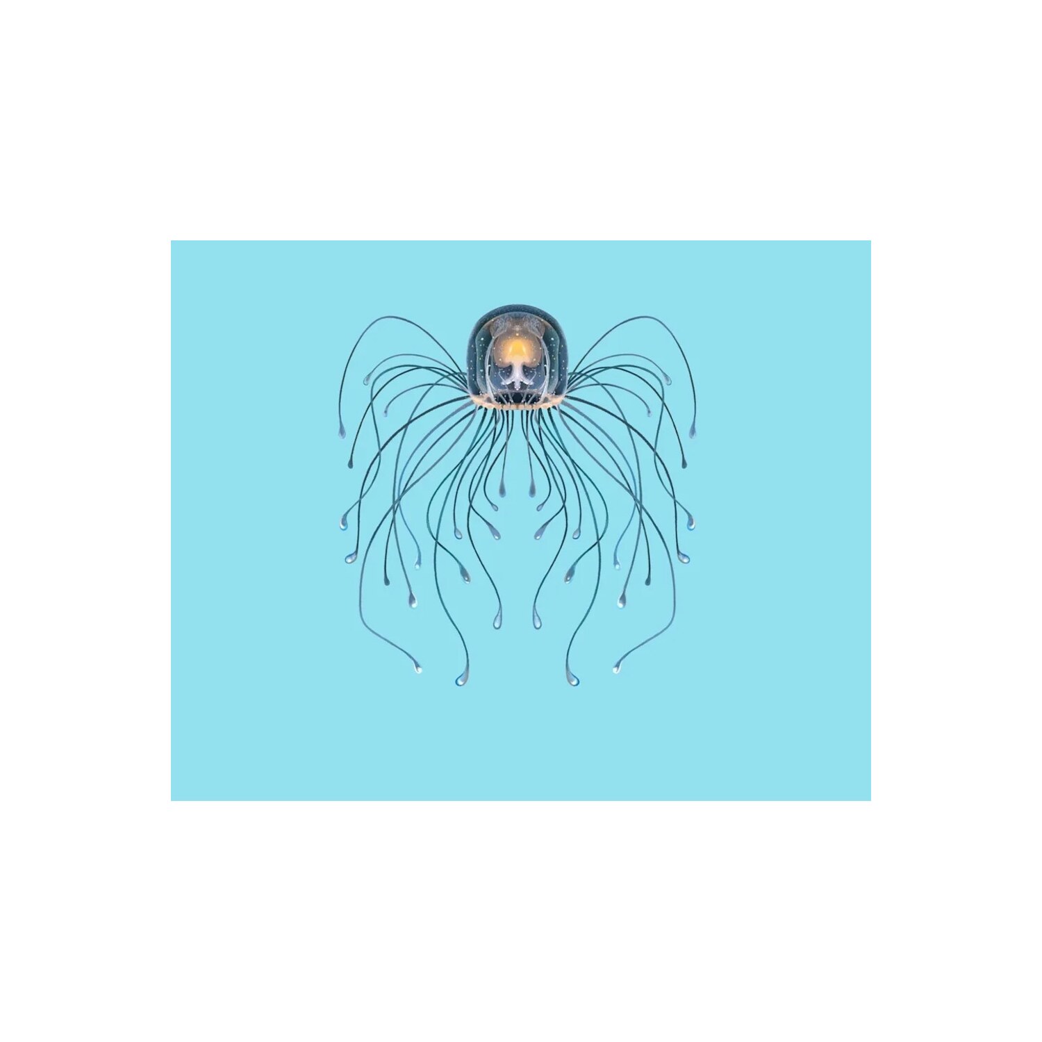 Line drawing of a bell-shaped jellyfish with long trailing tentacles