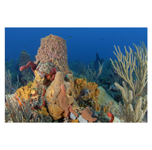Colorful Florida coral reef with sponges and sea fans