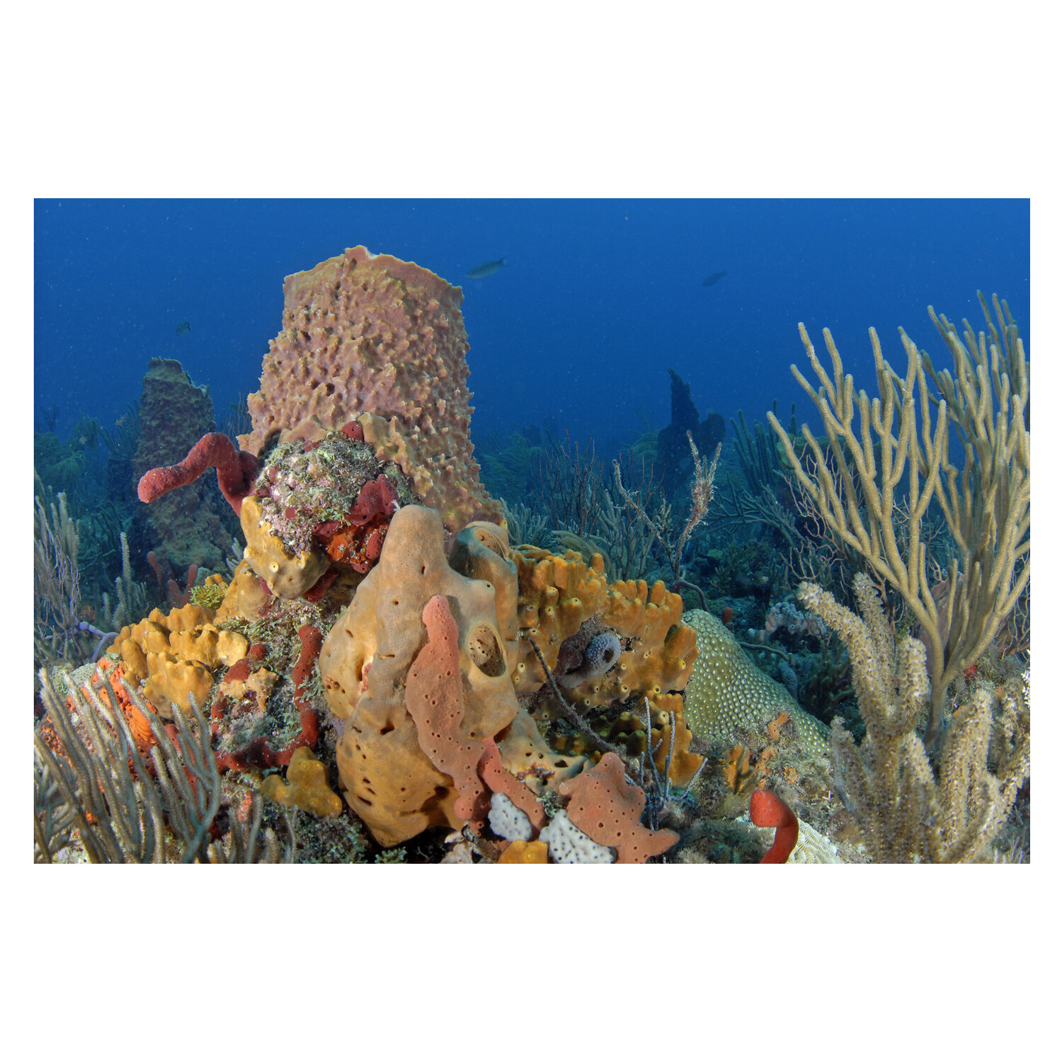 Colorful Florida coral reef with sponges and sea fans